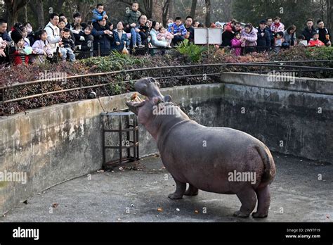  Das Hefei Wildlife Park - Ein Paradies für Tierliebhaber und Abenteurer!