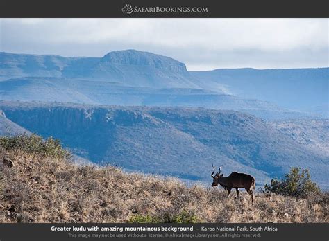 Das Karoo National Park: Ein Paradies für Tierliebhaber und Sternengucker!